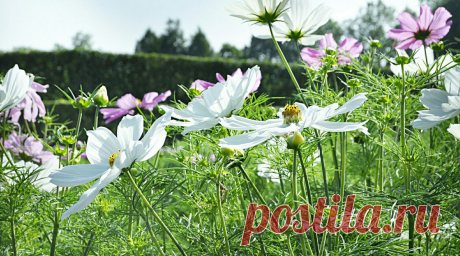 Я люблю ✿ ЦВЕТЫ ✿ | I ♥ Flowers