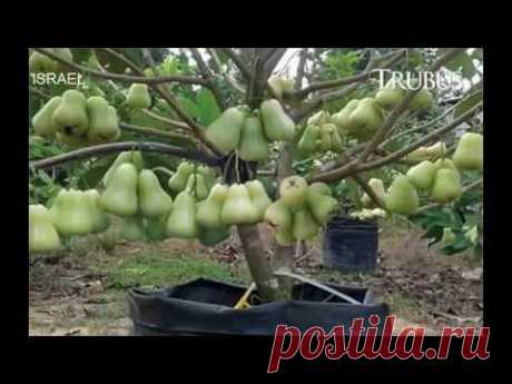World’s Strangest Fruits - That Look Like Aliens