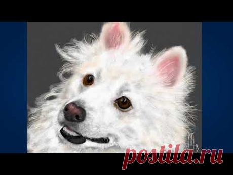 Американский эскимосский шпиц был выведен из белого немецкого шпица. Вполне возможно, что американский эскимосский шпиц также родственен с самоедом. Когда не...