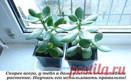 Толстянка, или денежное дерево, — растение, которое есть дома практически у каждого. Одних она привлекает своим внешним видом, другие верят в то, что она способна привлечь деньги в дом.
Но не все знают, что толстянку можно также выращивать и с пользой для здоровья. Ее целебные качества помогут избавиться от множества недугов, ведь она обладает противовоспалительными, противовирусными и бактерицидными свойствами.
Способы лечения толстянкой
Ожоги, ушибы, растяжения, раны, по...