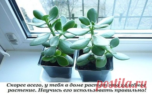 Толстянка, или денежное дерево, — растение, которое есть дома практически у каждого. Одних она привлекает своим внешним видом, другие верят в то, что она способна привлечь деньги в дом.
Но не все знают, что толстянку можно также выращивать и с пользой для здоровья. Ее целебные качества помогут избавиться от множества недугов, ведь она обладает противовоспалительными, противовирусными и бактерицидными свойствами.
Способы лечения толстянкой
Ожоги, ушибы, растяжения, раны, по...