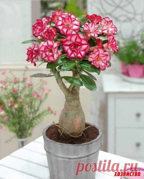 Адениум – &quot;роза пустныни&quot; на вашем подоконнике