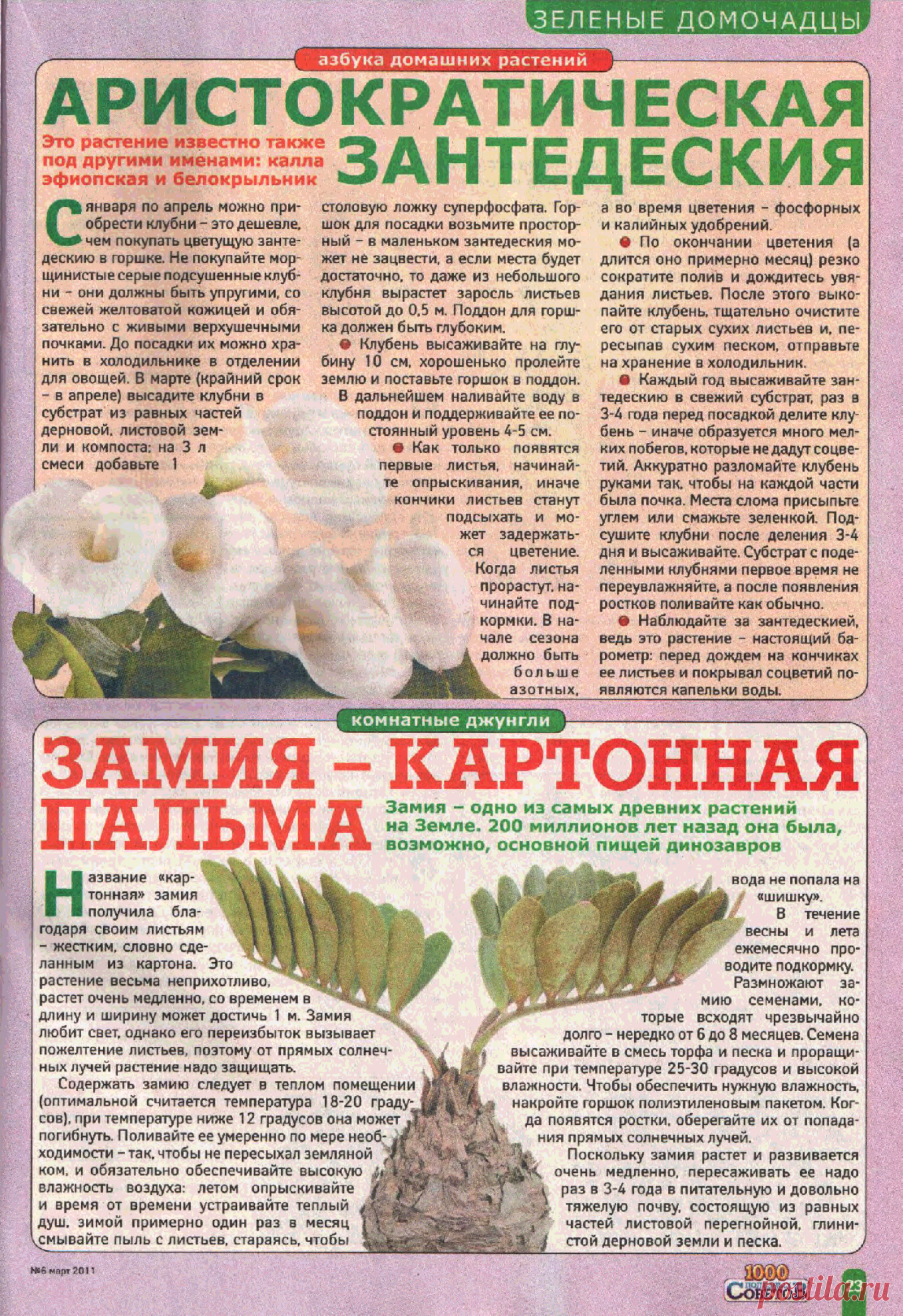 Зантедеския (белокрыльник, калла эфиопская). Замия - картонная пальма