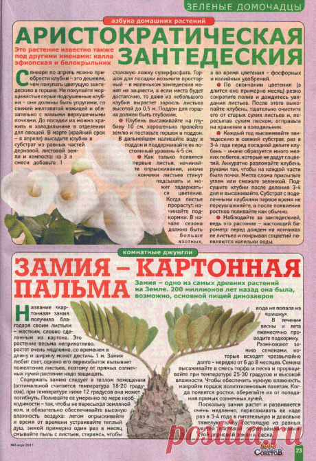Зантедеския (белокрыльник, калла эфиопская). Замия - картонная пальма
