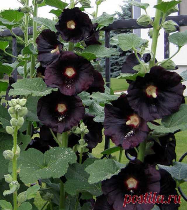 Штокроза “Нигра” (Alcea rosea ‘Nigra’).