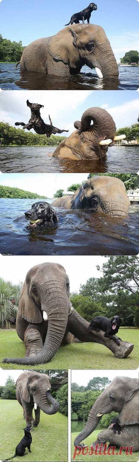 Дружба между лабрадором и слоном | ZooPicture.ru