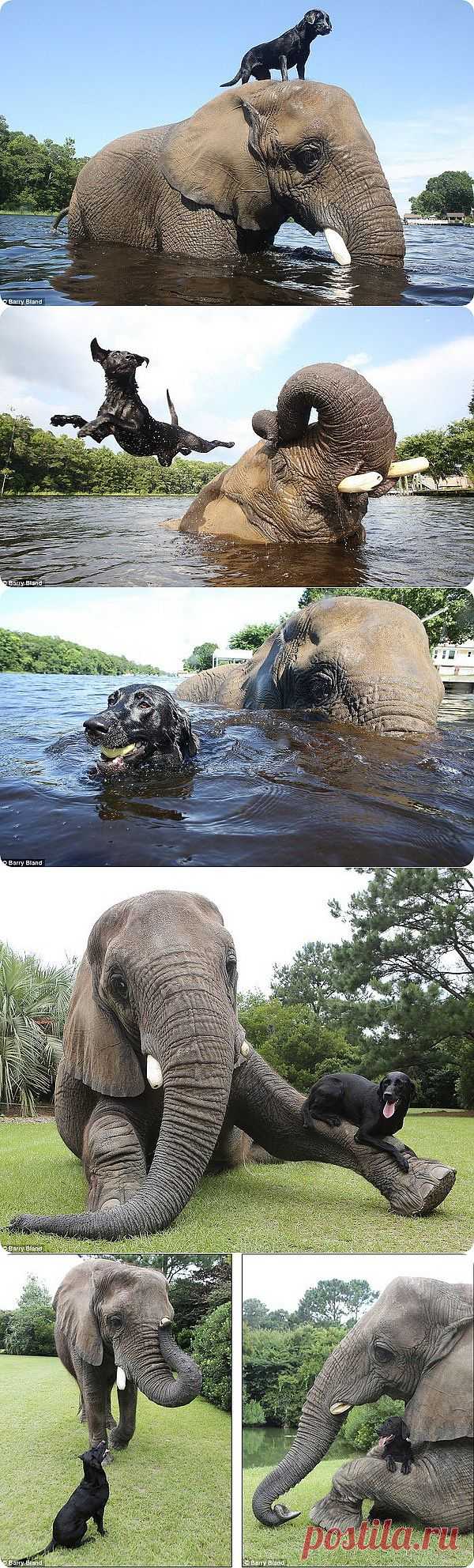 Дружба между лабрадором и слоном | ZooPicture.ru