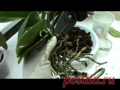 Орхидеи  Фаленопсис (Phalaenopsis).  Пересадка.