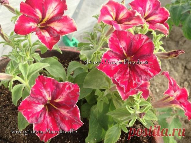 Петуния - хвастаемся цветущими растениями - Страница 15 - Форум цветоводов Фрау Флора