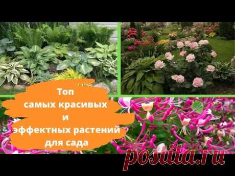 Топ 10 самых красивых и эффектных растений для сада