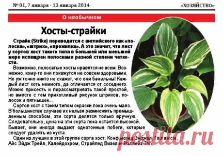 Хосты-страйки