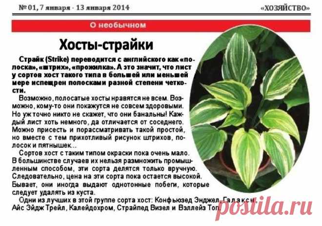Хосты-страйки