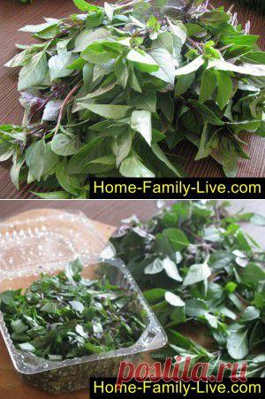 Как заготовить базилик на зиму - пошаговый фоторецепт - заготовка на зиму