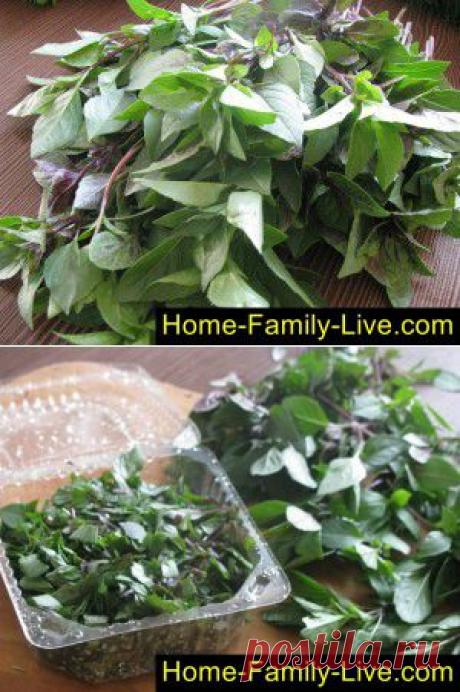Как заготовить базилик на зиму - пошаговый фоторецепт - заготовка на зиму