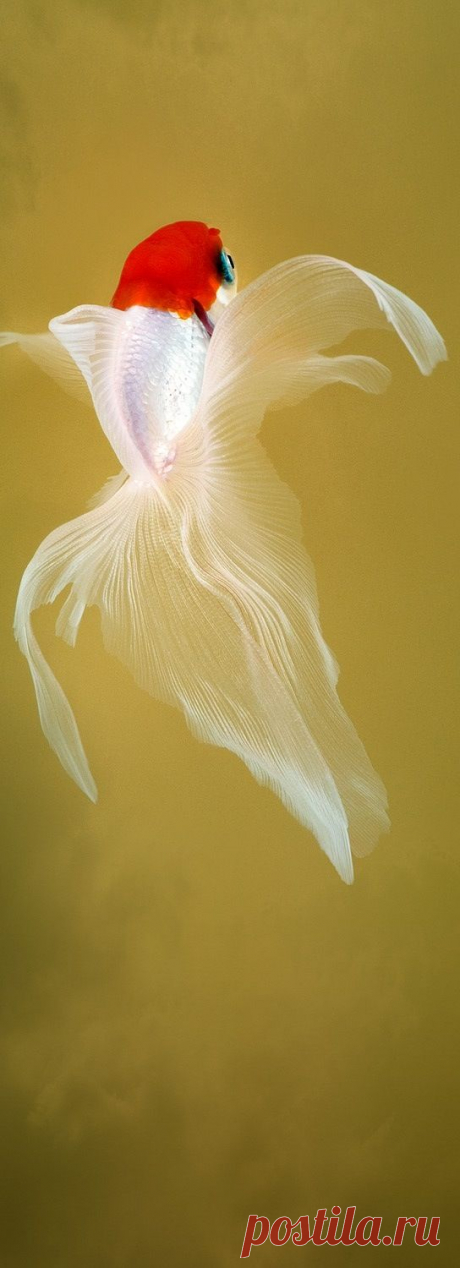 (307) Pinterest