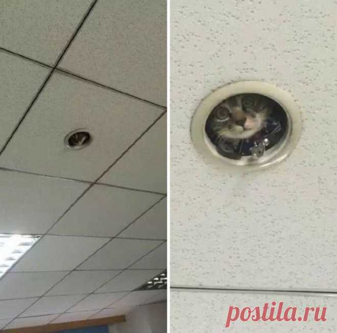 Главное их всё устраивает