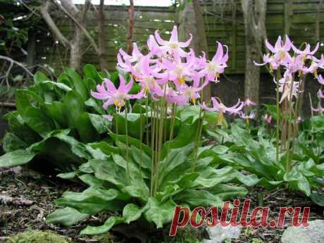 Scottish Rock Garden Club - &gt;Bulb Log