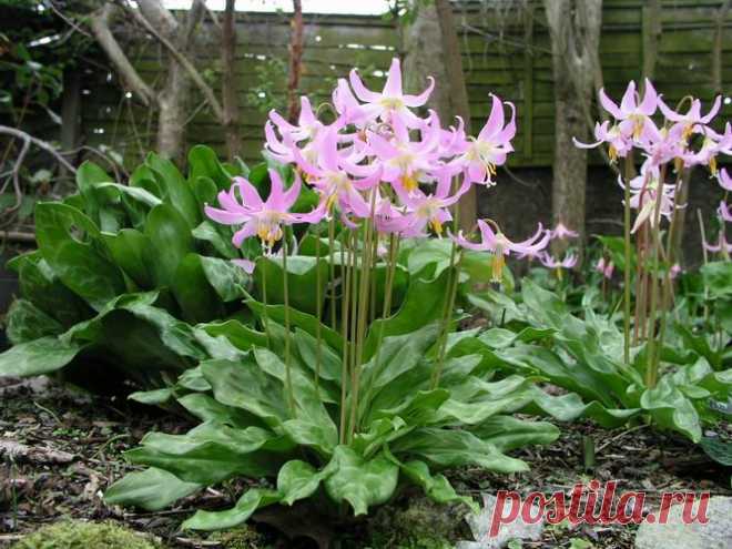 Scottish Rock Garden Club - >Bulb Log
