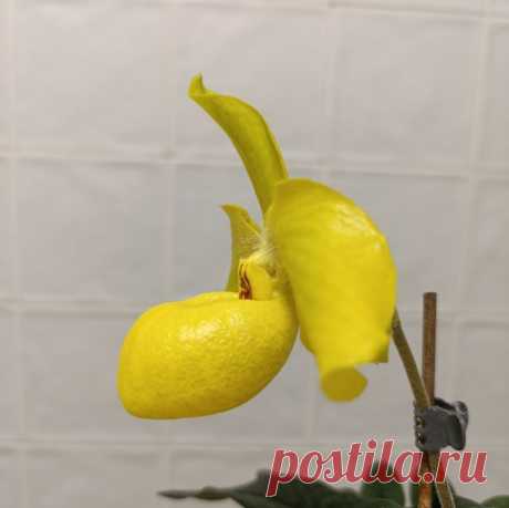 👠Paphiopedilum Wossner China Moon (armeniacum x hangianum)