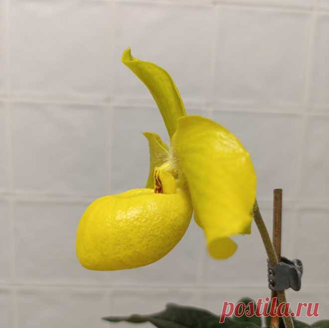 👠Paphiopedilum Wossner China Moon (armeniacum x hangianum)
