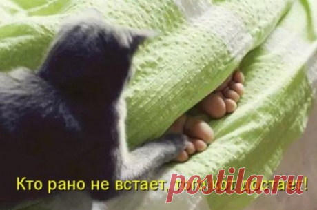 Прикольная котоматрица — Убойный юмор - amworld