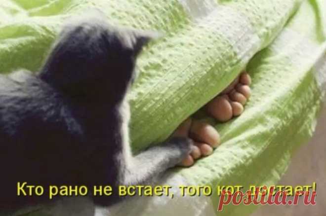 Прикольная котоматрица — Убойный юмор - amworld