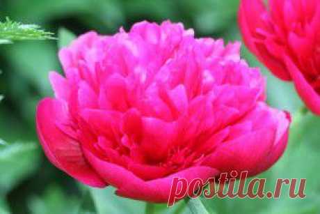 Что уже пора сеять на рассаду? | НА ЗАВАЛИНКЕ