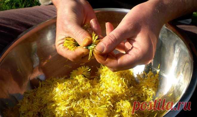 Вино из одуванчиков – рецепты, польза