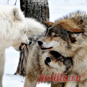 Больше чем фото - МирТесен