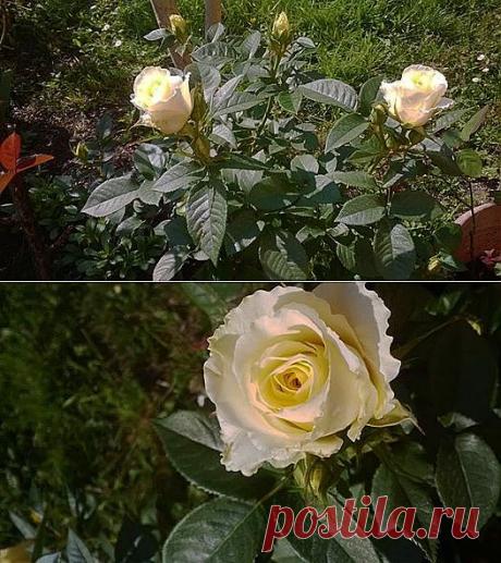 Cristina Rodriguez Fernandez