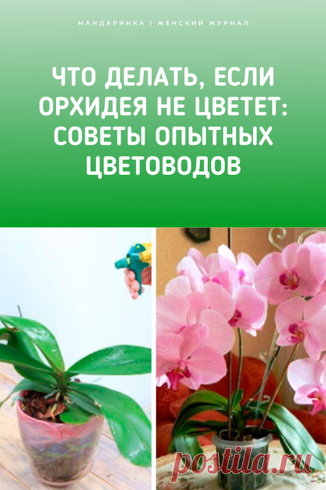 Что делать, если орхидея не цветет. Советы опытных цветоводов