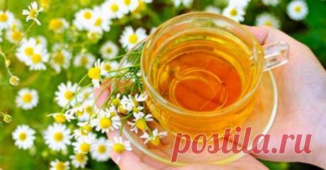 Травы для печени, лечение, очищение, рецепты чаев