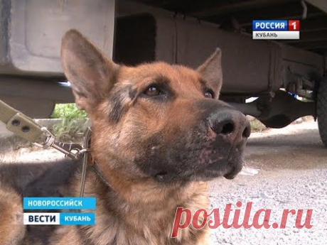 Новые подробности в деле об издевательстве над собакой в Новороссийске | Все о наших питомцах