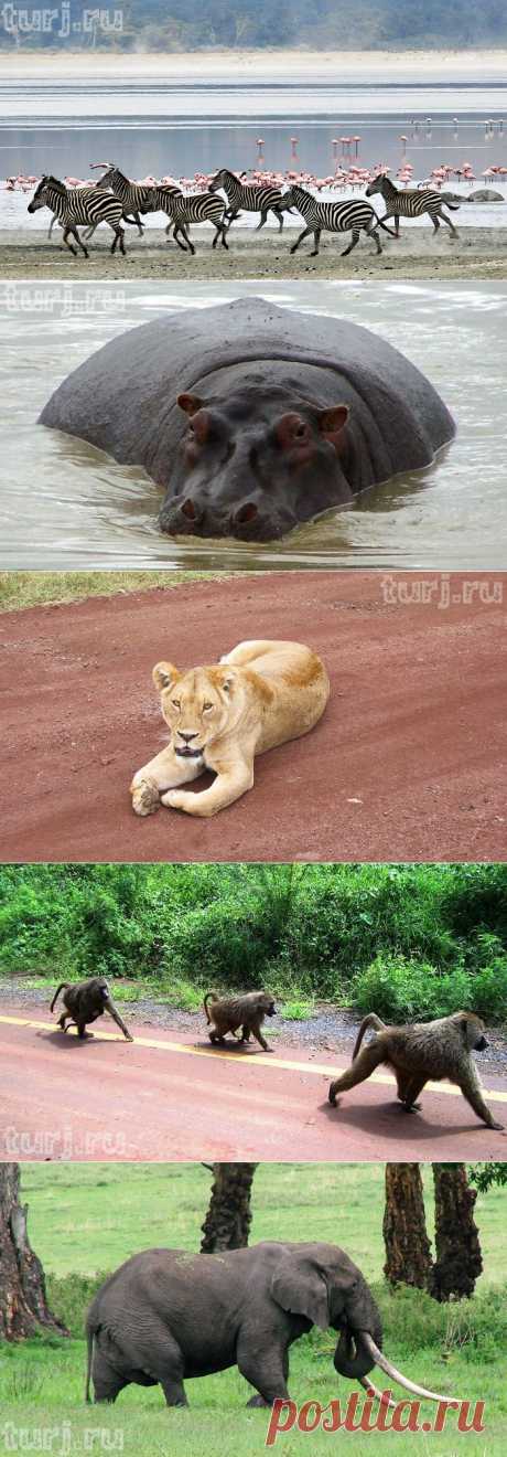 Танзания, заповедник Нгоронгоро или «Ноев ковчег» по-африкански / Мировые Достопримечательности / Мировые достопримечательности. Фото достопримечательностей, идеи для путешествий. Туристический журнал.