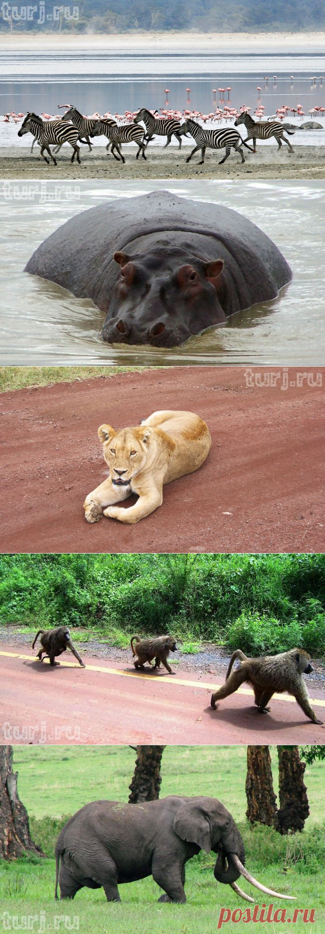 Танзания, заповедник Нгоронгоро или «Ноев ковчег» по-африкански / Мировые Достопримечательности / Мировые достопримечательности. Фото достопримечательностей, идеи для путешествий. Туристический журнал.