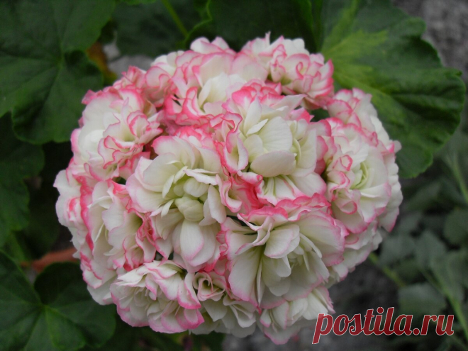 Весной я заказала 5 новых сортов пеларгоний. Показываю, что как процвело и признаюсь в неудачах | Сад Фрейи | Дзен