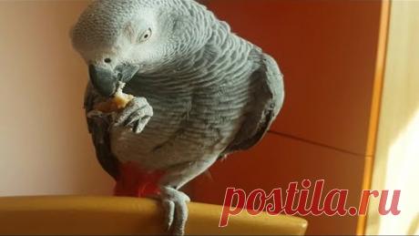 Попугай Рико общается с хозяином Попугай Жако