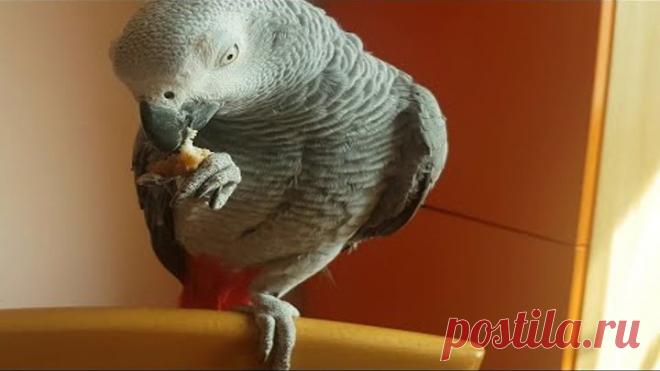 Попугай Рико общается с хозяином Попугай Жако