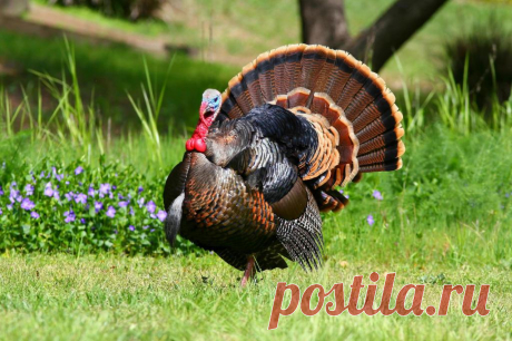 Разведение индюков в домашних условиях, подробно для начинающих