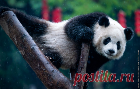 2024- Гигантская панда в зоопарке Чунцина, Китай