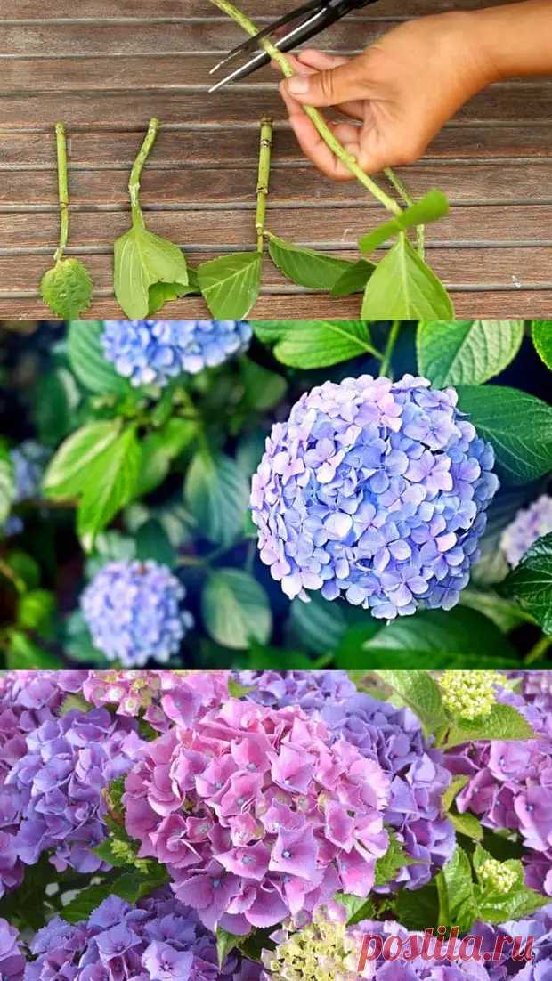 Размножаем гортензию: 7 секретов успеха - Цветочки - 12 февраля - 43340181021 - Медиаплатформа МирТесен