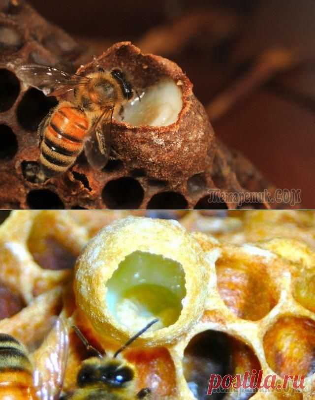 Пчелиное маточное молочко, его свойства и применение