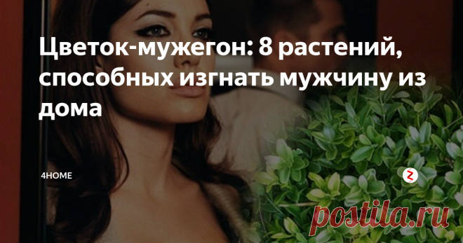 Цветок-мужегон: 8 растений, способных изгнать мужчину из дома Поверья гласят: в доме, где они есть, будут ссоры и разлад в семье вплоть до того, что мужчина там жить не сможет и уйдет. А одинокая девушка так и не выйдет замуж. Верить или нет в эти суеверия, решать вам. Узнайте, что это за цветы: вот 8 из них, самых распространенных.