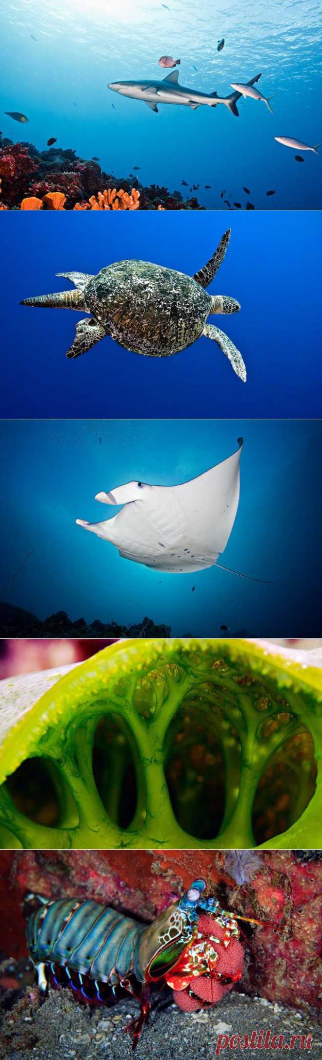 ��������� ��� �� Dmitry Miroshnikov (24 ����)ПОДВОДНЫЙ МИР