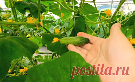 Спустя 1 ночь даже чахлые огурцы будут облеплены завязями. Всегда пользуюсь "волшебной" подкормкой (оживите свои огурцы за 12 часов) | Удачный урожай | Дзен