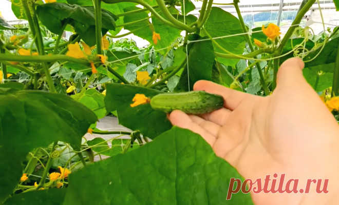 Спустя 1 ночь даже чахлые огурцы будут облеплены завязями. Всегда пользуюсь 