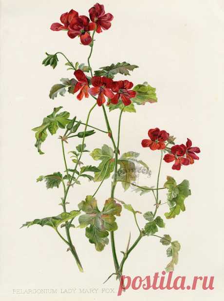 W. Robinson Flora & Sylva Prints by HG Moon 1903. Цветочные иллюстрации.