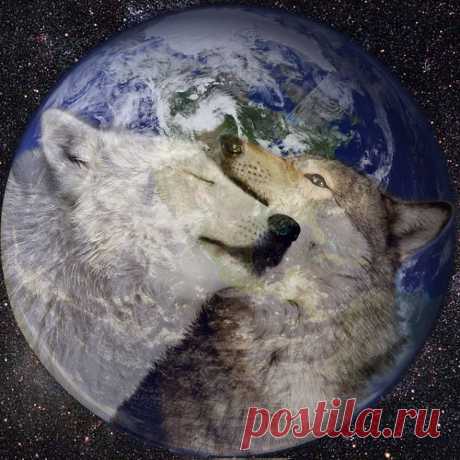 Wild Spirit Wolf Sanctuary