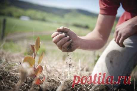 10 заповедей огородника от Катерины Дельво