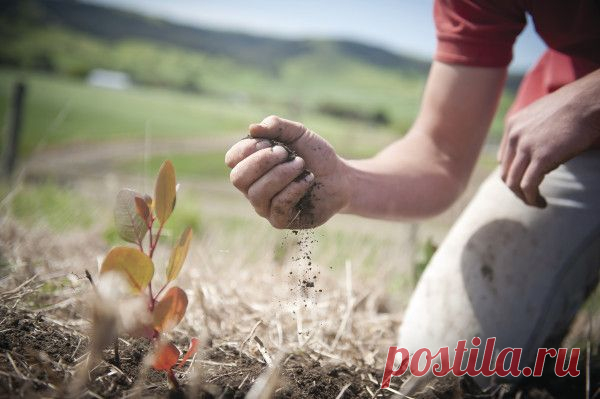 10 заповедей огородника от Катерины Дельво